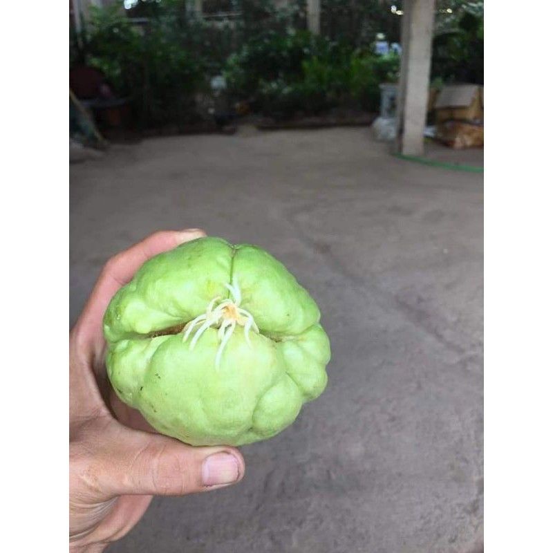 [ Cây Tuyển ] su su giống 2 quả