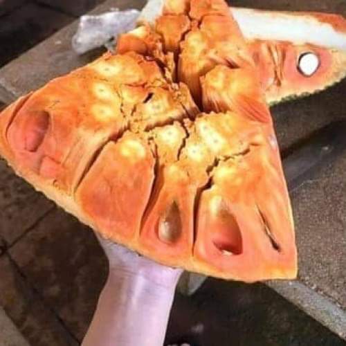 Cây giống Mít Ruột Đỏ sơ đỏ GFHGFH