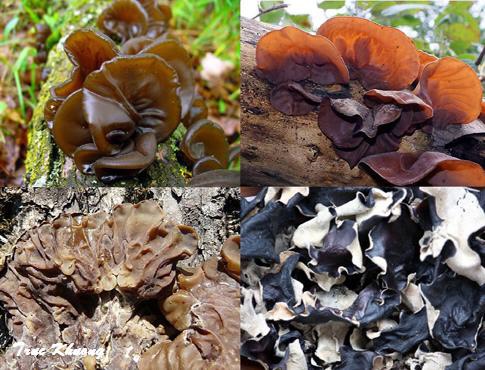 200g mộc nhĩ khô Tây Bắc ( mộc nhĩ đen)