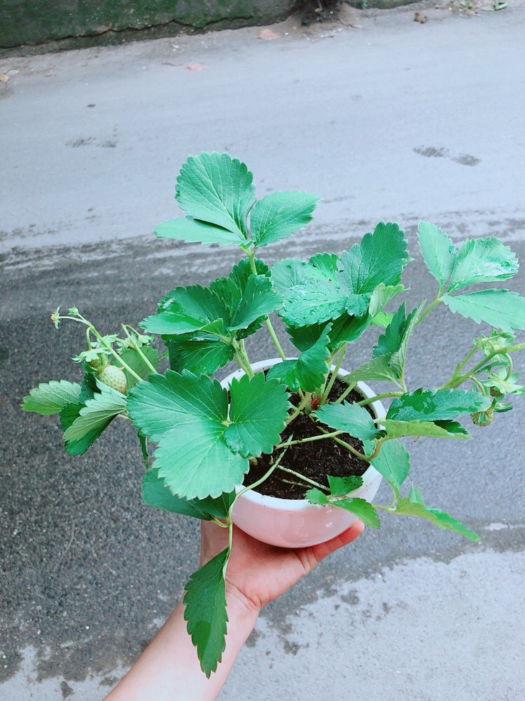 Chậu Dâu Tây