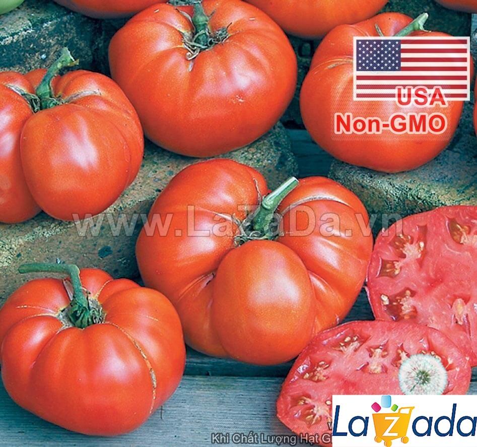 20h Hạt Giống Cà Chua Hà Lan Beef (A3.103| B41*W62*M229)