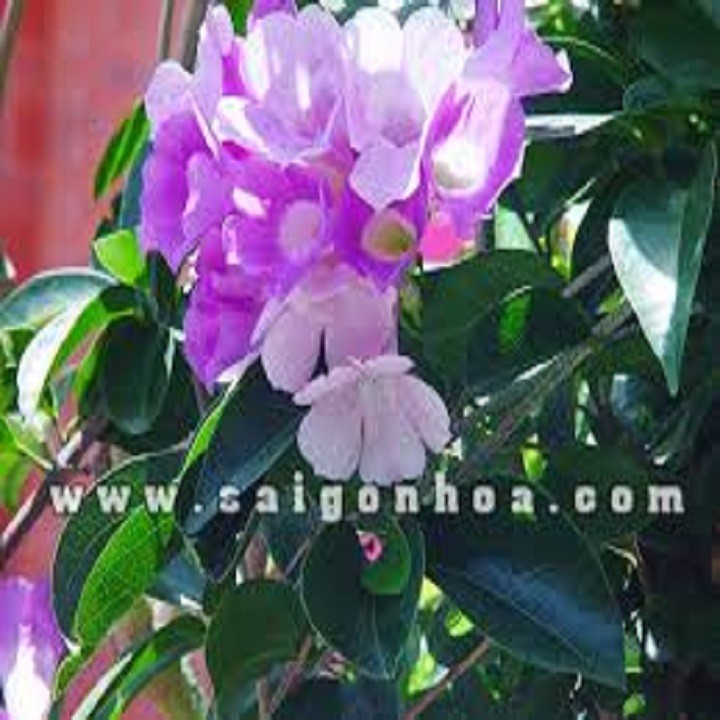 Cây giống hoa lan tỏi