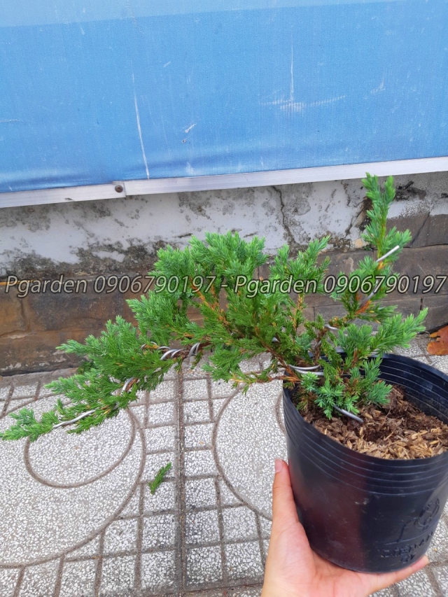 cây họa tùng bonsai mini