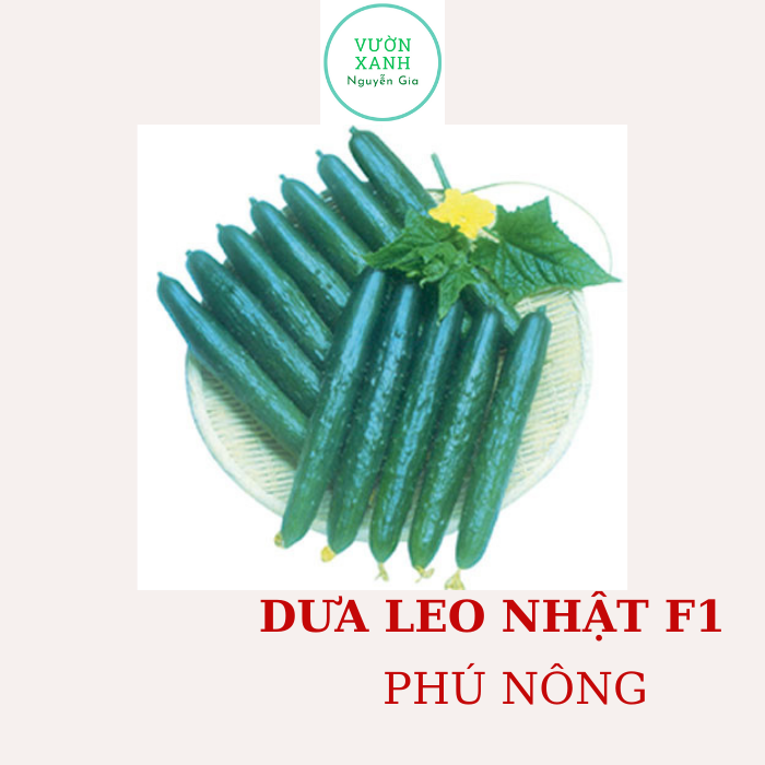Hạt Giống Dưa Leo Nhật F1 - Phú Nông