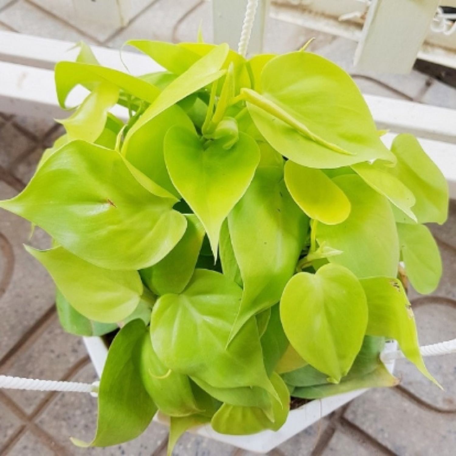 Trầu bà Philodendron Hederaceum 'Lemon Lime (trầu bà vàng lá tim)