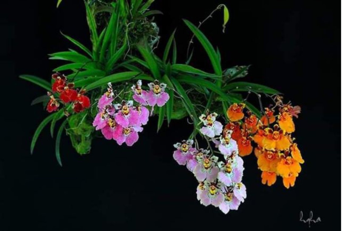 Hoa lan vũ nữ bút chì cây giống