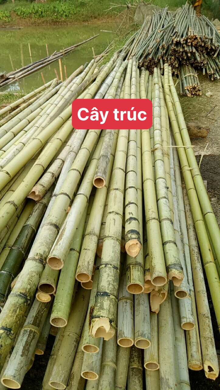 [HCM]Cây tre trúc lớn dài 1m