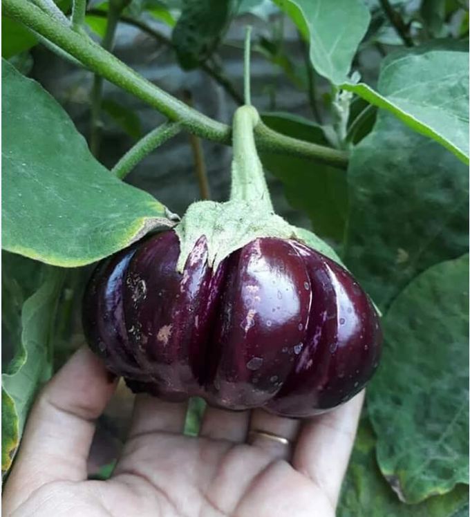 Hạt giống Cà Tím Khía F1 Thái Lan - 0.3gram (135 hạt)