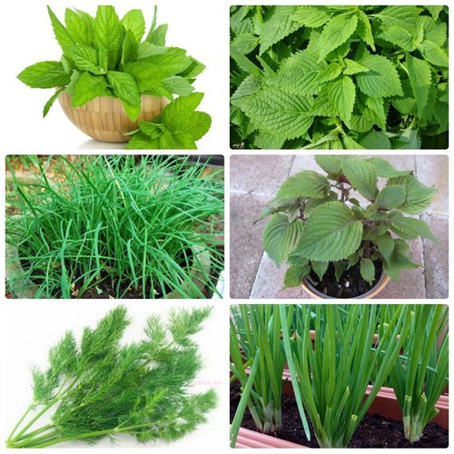 Combo 6 gói hạt giống rau gia vi (hẹ -hành -tía tô -húng lũi -kinh giới-thì là)- tặng 1 gói phân bón