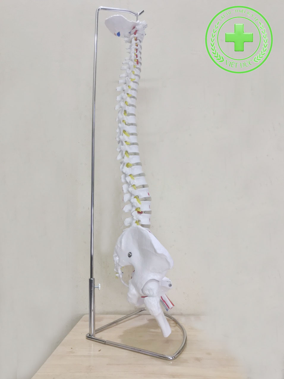 Mô Hình Xương Cột Sống 85 cm