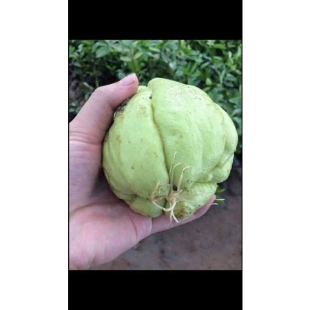 [ Cây Tuyển ] su su giống 2 quả