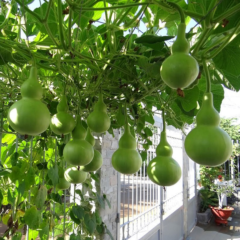 Hạt giống Bầu Hồ Lô 312 (1g~10 hạt) nảy mầm tốt, sinh trưởng khỏe, trồng quanh năm - Hạt giống Rạng Đông