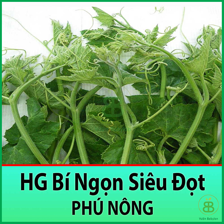 Gói 10GR Hạt Giống Bí Ngọn Siêu Đọt Dễ Trồng