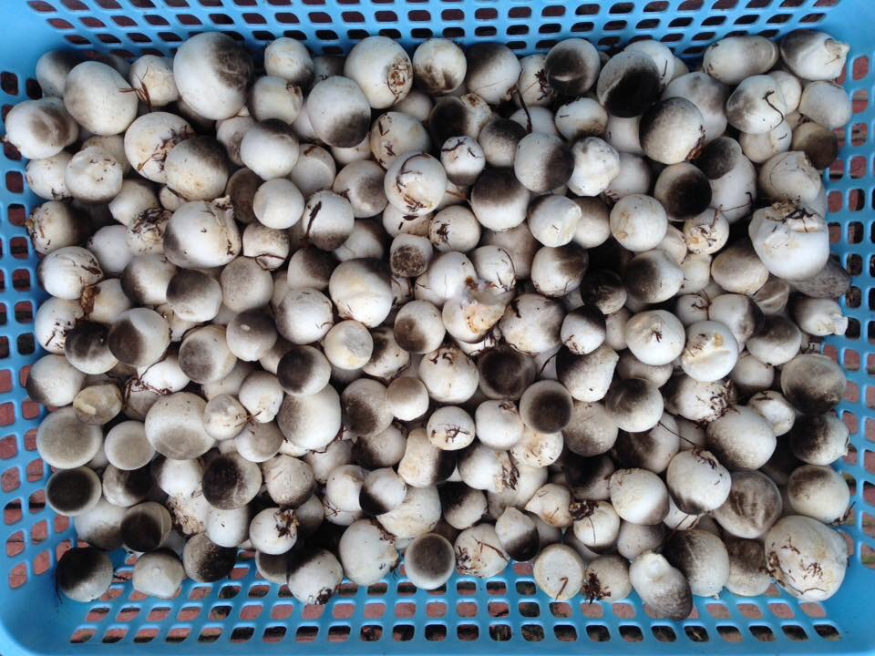 Dinh dưỡng nấm rơm Thần Nông (1kg)
