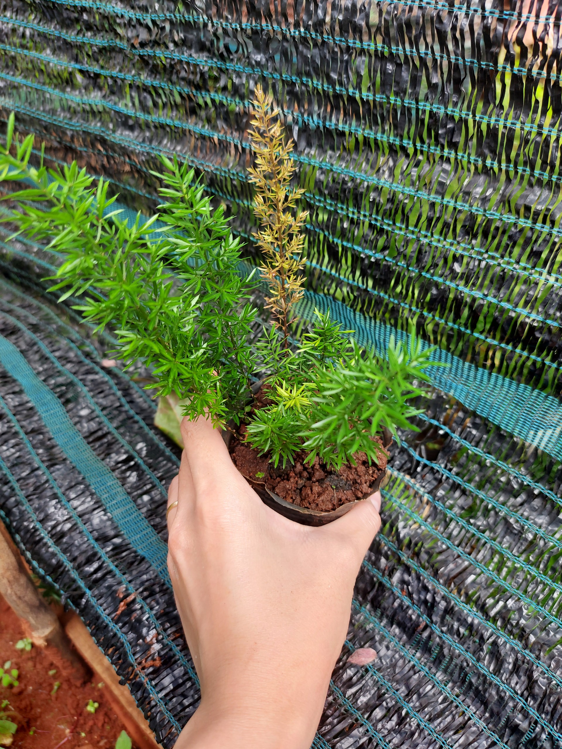 Tùng đuôi chồn mini. chậu trung