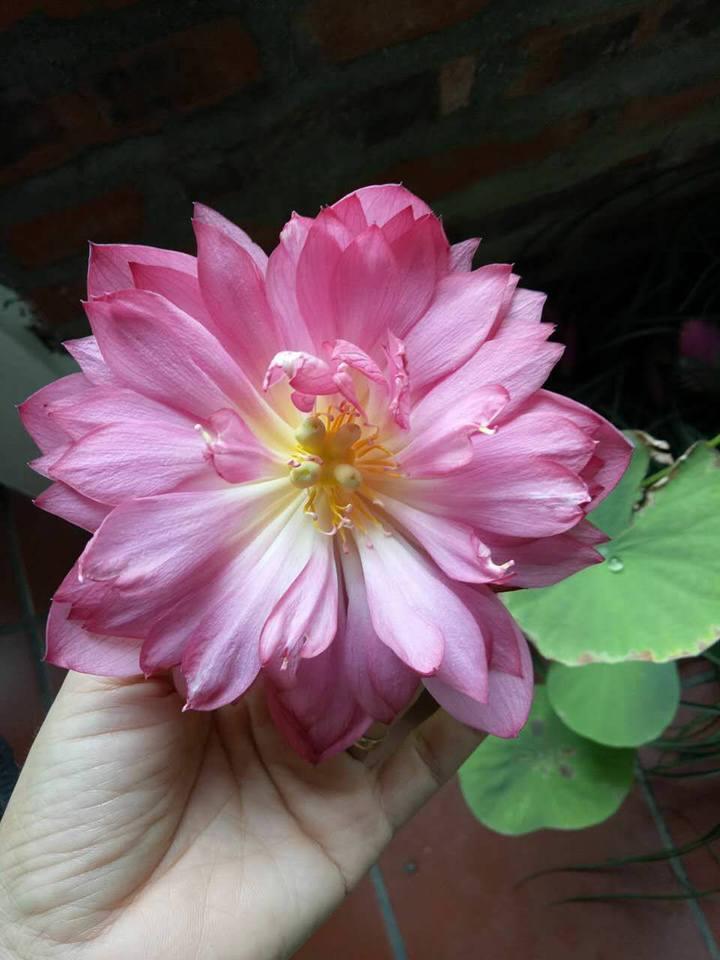 Hạt giống sen bạch diệp tím