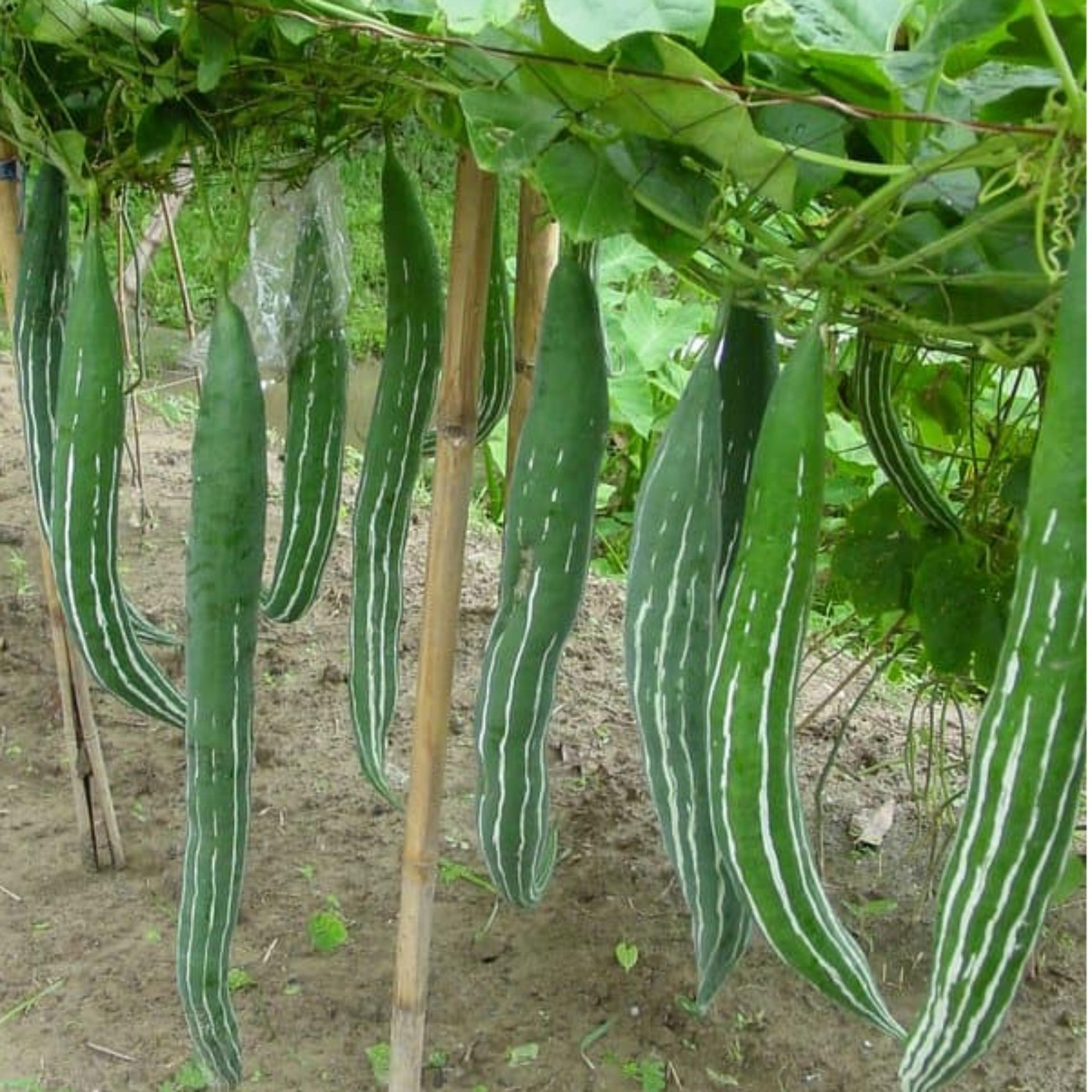 1g Hạt giống Mướp rắn (tặng Kích nẩy mầm, Hướng dẫn ươm)