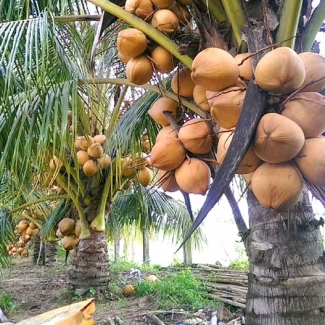 Cây giống dừa lùn ML