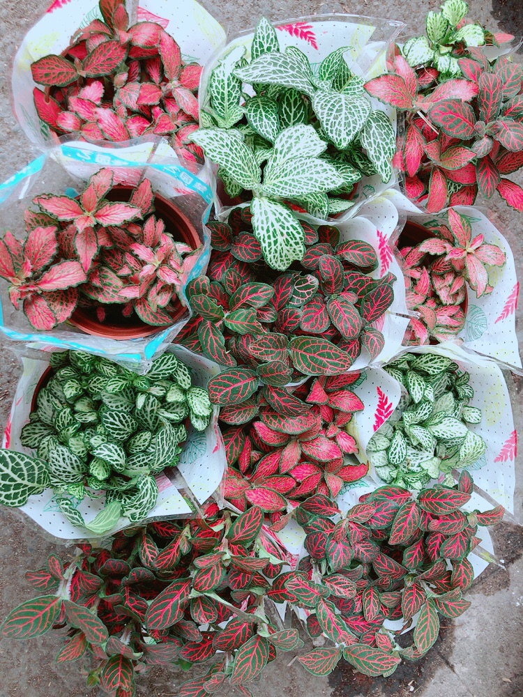 Cây Cẩm Nhung (lá may mắn)