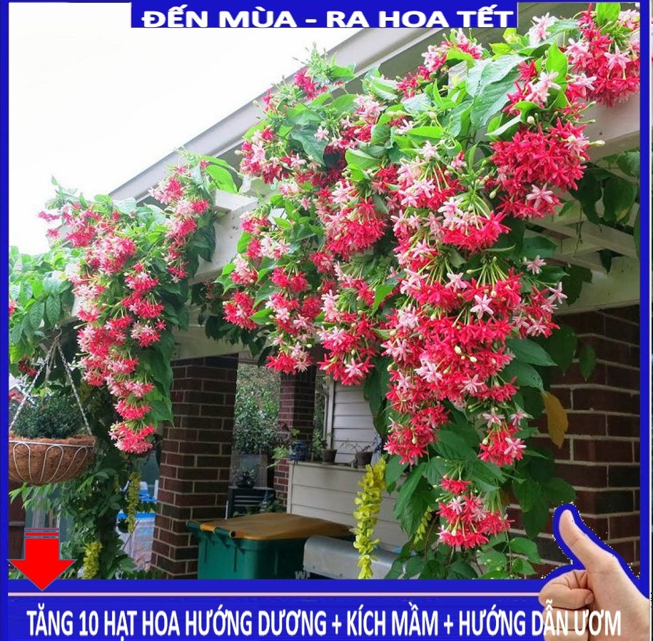 MJ254 Hạt giống Hoa leo sử quân tử 10 hạt