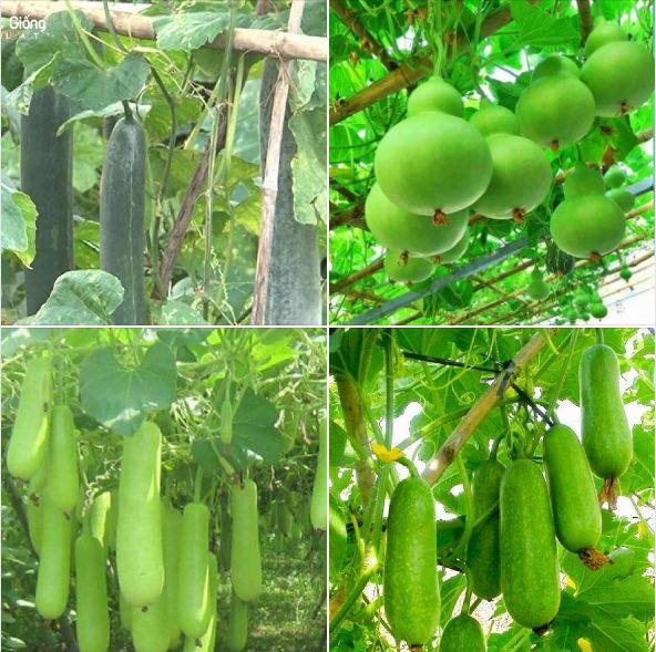Combo 4 gói hạt giống bầu bí các loại