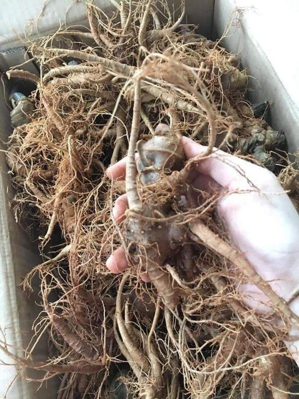 Củ Tam Thất Tươi 500gr