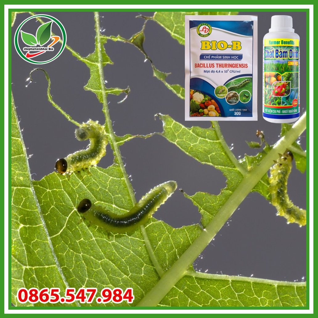 Combo chế phẩm sinh học Bio B 30gram và chất bám dính 120ml.
