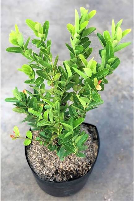 Cây siro giống cao 50cm