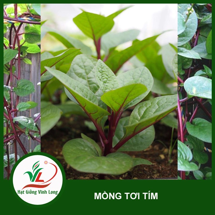 Hạt giống rau mồng tơi tím  - gói 3gram( 115 hạt)