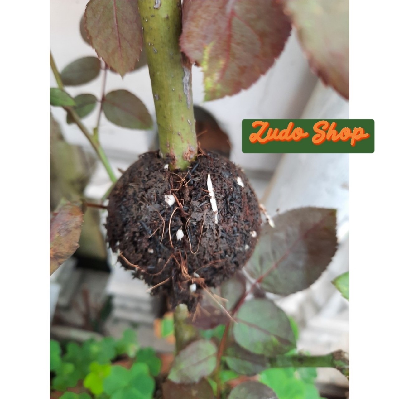 Bầu Chiết Cành AgroViet