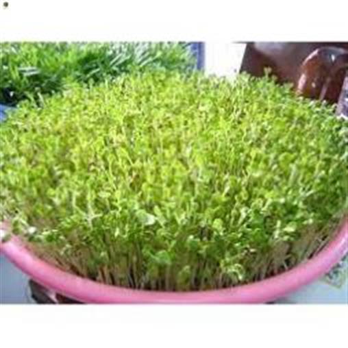 Hạt mầm cải bẹ xanh - gói 50 gram