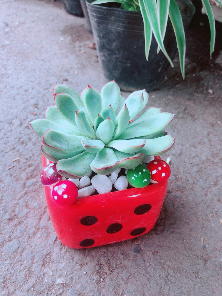 Chậu Sen Đá
