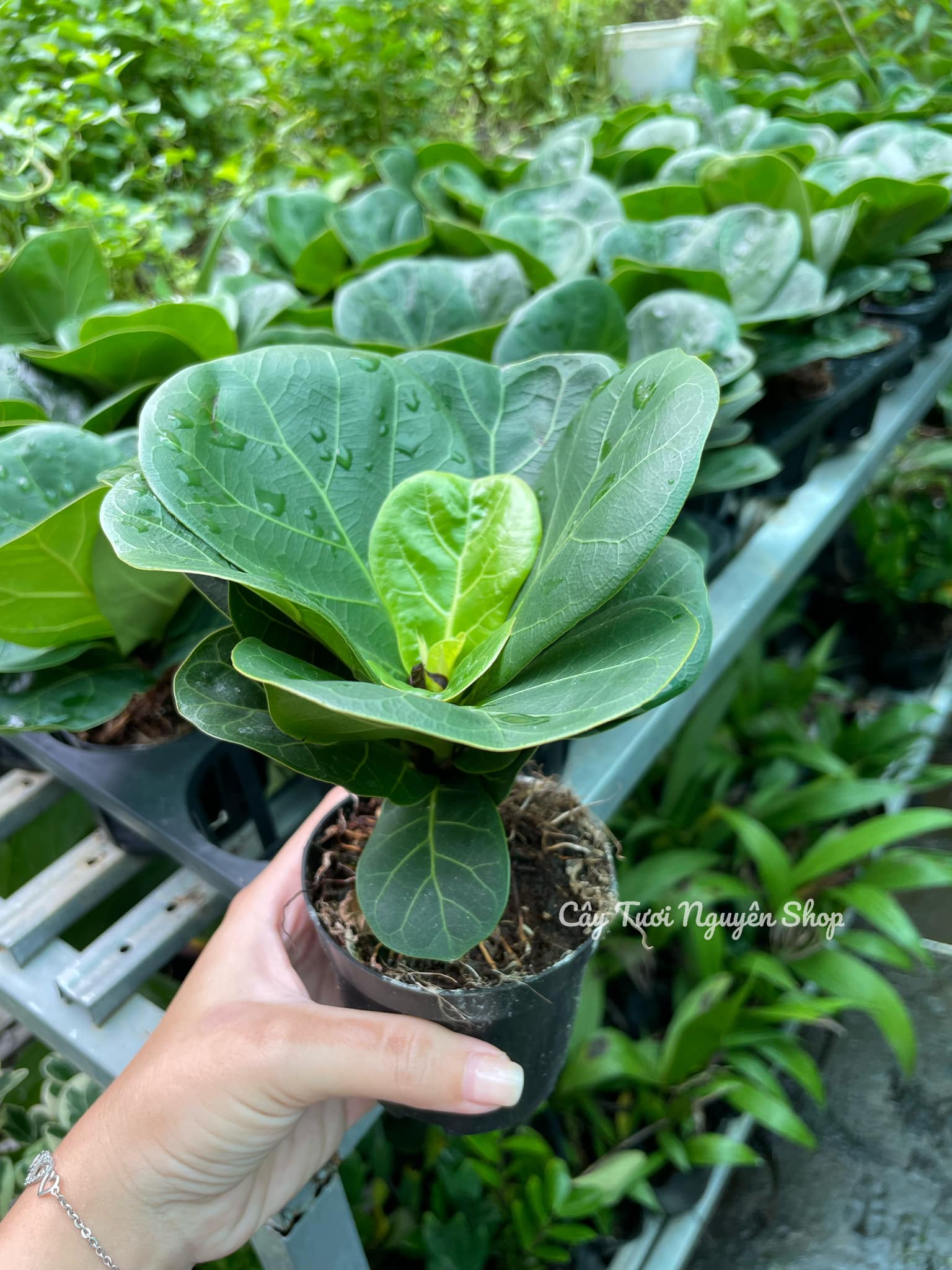 CÂY BÀNG SINGAPORE MINI 2 size 10-20cm, cây phong thủy hút tài lộc để bàn mini GIÁ RẺ, lọc không khí, Cây Tươi Nguyên CNT0490