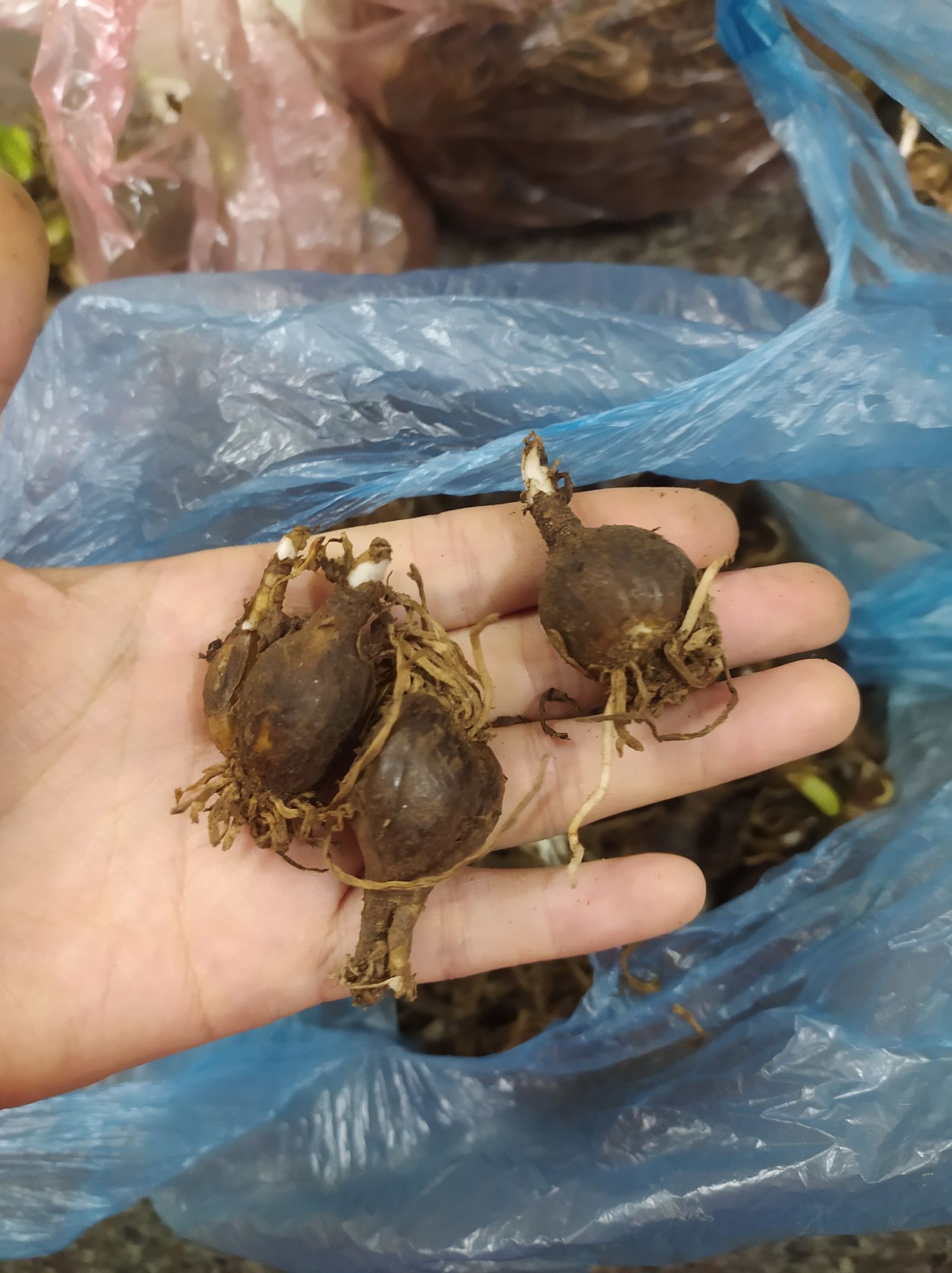 Set 8 Củ hoa huệ mưa vàng củ mẹ  .