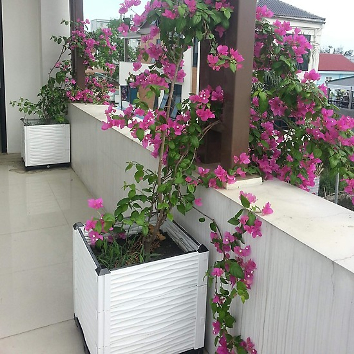 CHẬU GHÉP THÔNG MINH: 50x50x55 cm: Thẩm mỹ, kết cấu chắc, dễ lắp đặt, phù hợp mọi cây trồng đô thị.