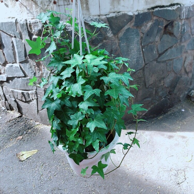 [HCM]Chậu Cây Thường Xuân