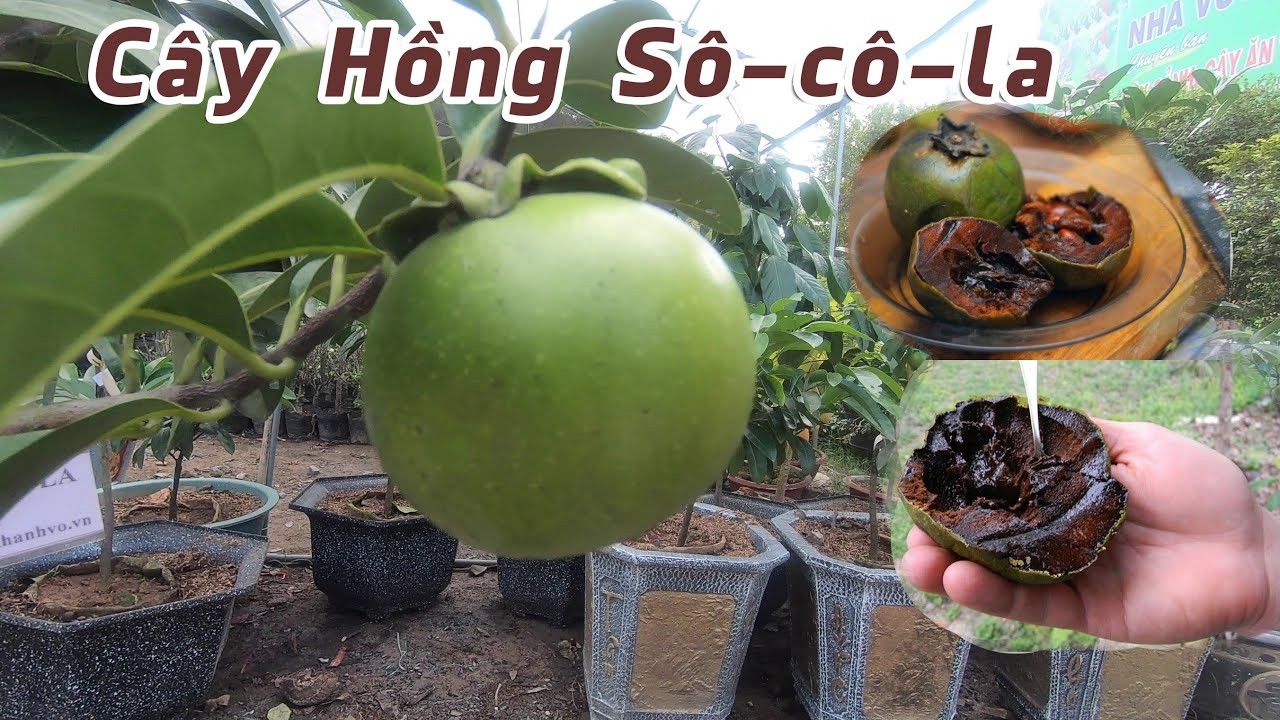 CÂY HỒNG SOCOLA + Tặng 2 Cây Quế Giống