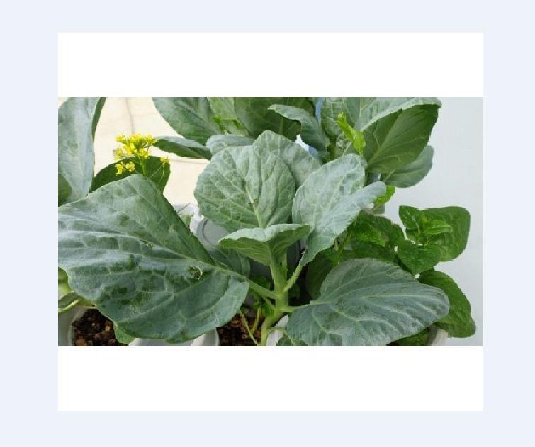 Hạt giống rau cải rổ - cải làn - 10gram/gói