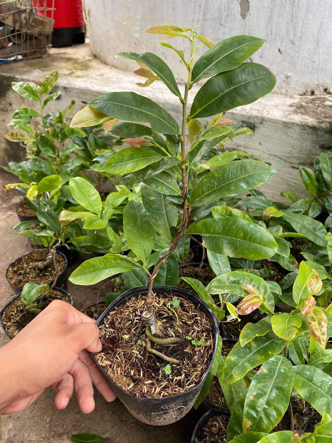 Hoa cúc mai 150 cánh_cây giống