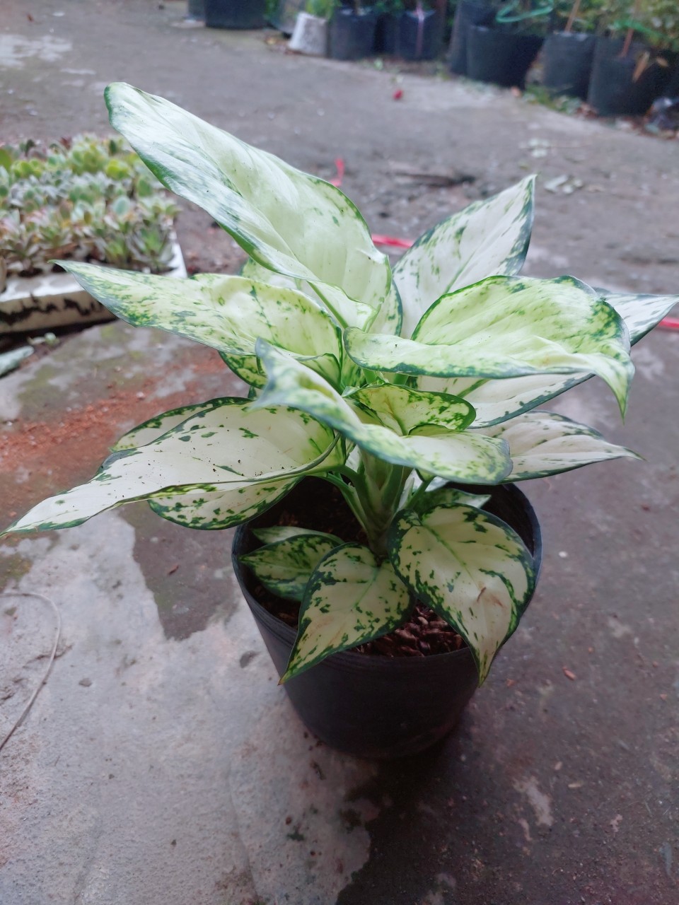 Cây Vạn Lộc Trắng