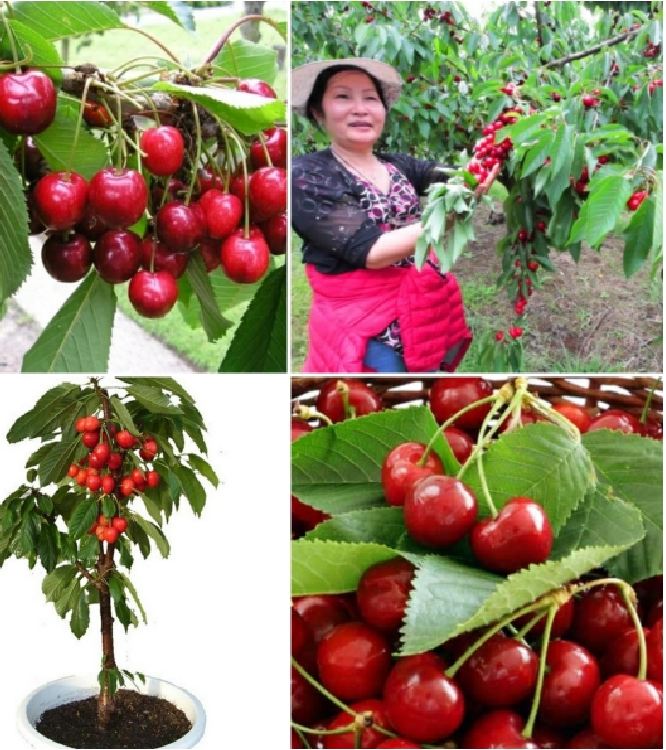 "Gói 10 Hạt " Hạt giống cây ăn trái cherry đỏ