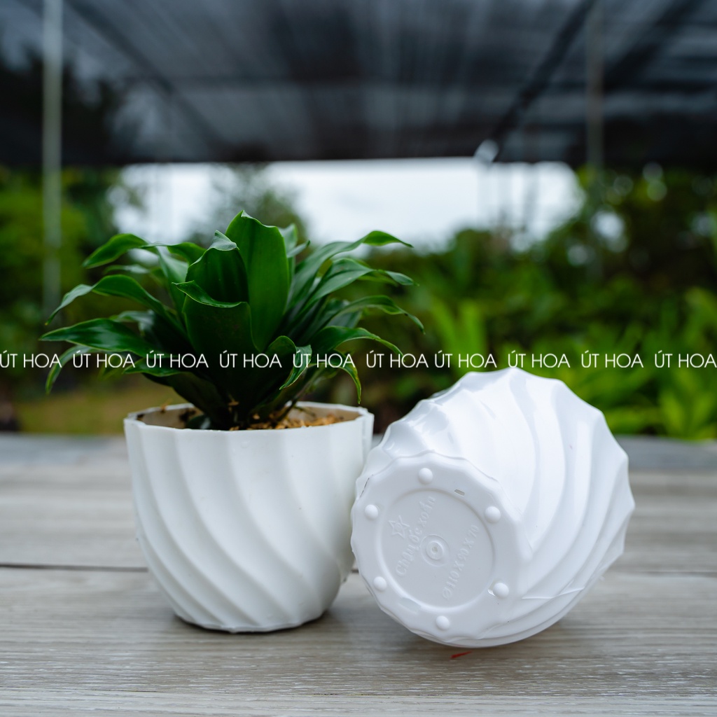 Chậu trồng sen đá, trồng hoa để bàn Xoắn ốc nhỏ