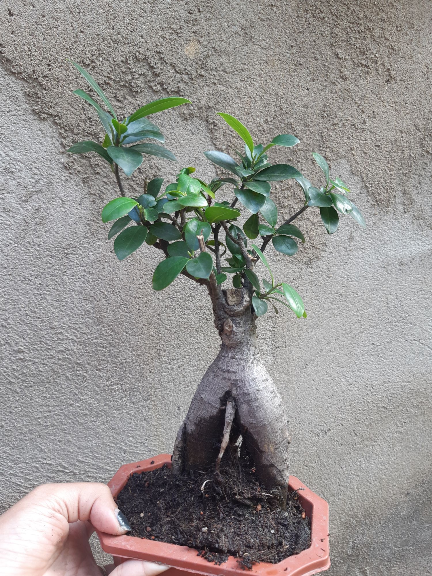 cây si nhật bonsai