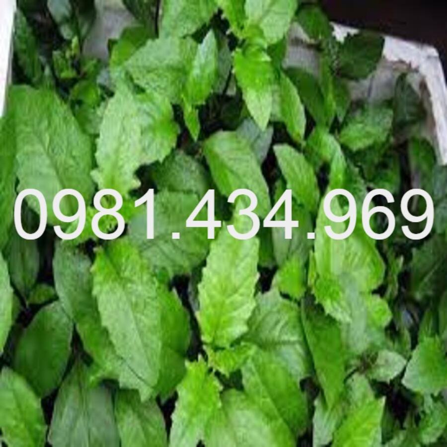 Combo 10 Cây Rau Bớp - Rau Bầu Đất Loại 01 lzd