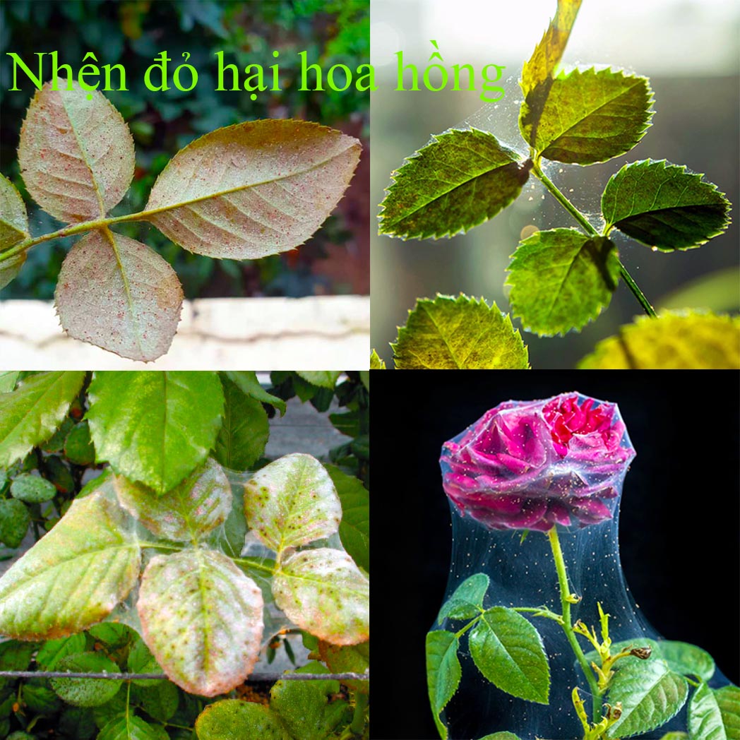 Thuốc sinh học đặc trị, diệt trừ nhện đỏ