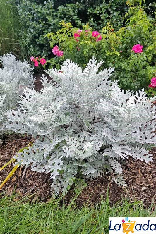 0.1GR 170.HAT Hạt Giống Cúc Lá Bạc Cây Ren Bạc (KD| -KD: B6*V64*M242)