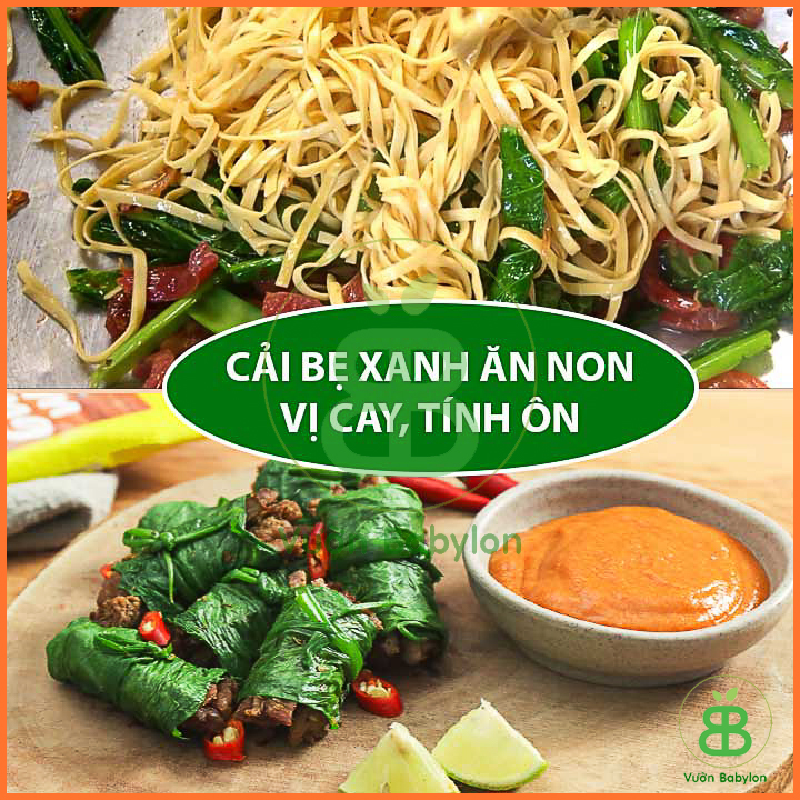Hạt Giống Cải Bẹ Xanh Ăn Non 20Gr