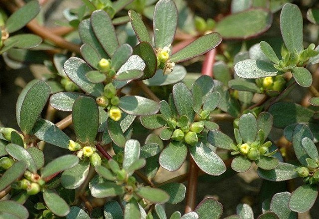 Hạt giống rau Sâm Đất (rau sam)
