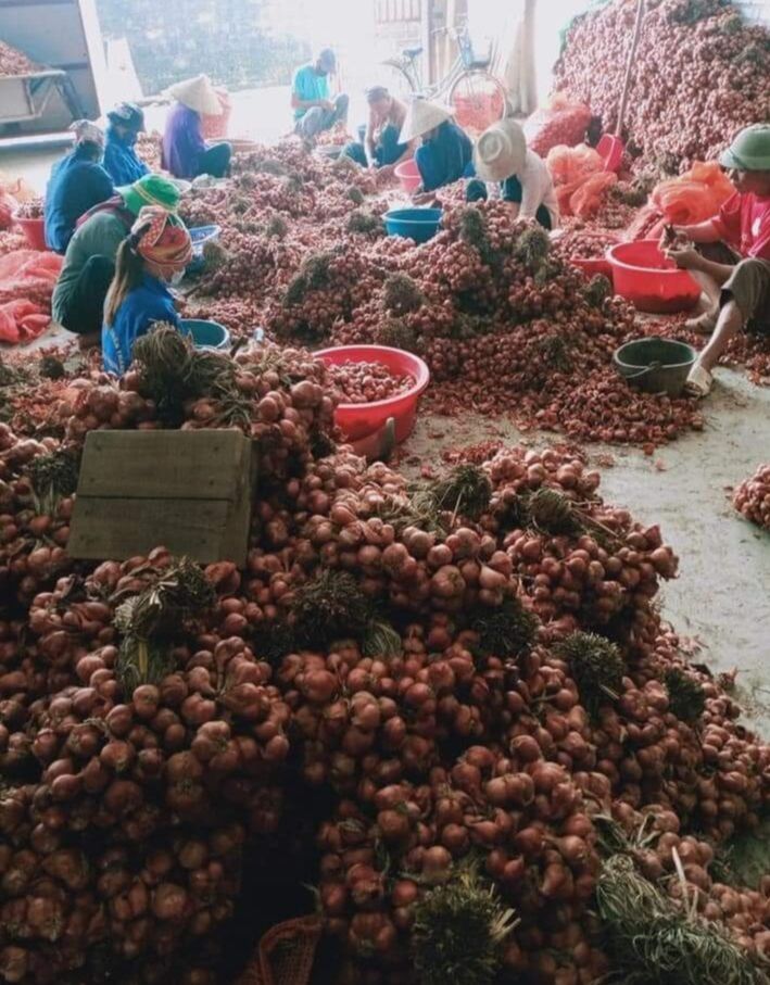 Tỏi lai tía (Thơm ngon, chắc mẩy)