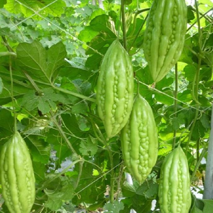 Hạt giống khổ qua mỡ ,mướp đắng-gói 10 hạt